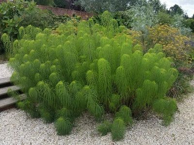 ​SAULGRIEZE VĪTOLLAPU / HELIANTHUS SALICIFOLIUS