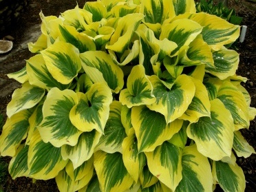 HOSTA "LIBERTY"