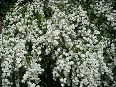 SPIREJA NIPONAS /SPIRAEA NIPPONICA „HALWARDS SILVER”