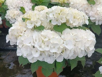 HORTENZIJA LIELLAPU  / Hydrangea macrophylla           “BIANCO”