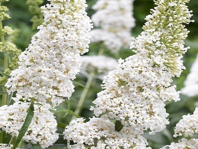 WHITE PROFUSION