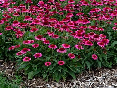 ehinācija_delicious candy_echinacea_ziemcietes_siguldasdarznieks