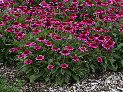 ehinācija_delicious candy_echinacea_ziemcietes_siguldasdarznieks