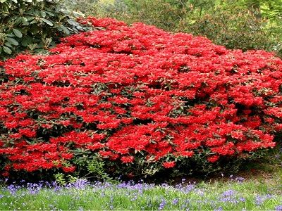 RODODENDRS /RHODODENDRON „BADEN – BADEN”