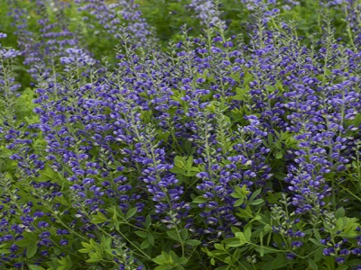 BAPTĪZIJA / Baptisia „DECADENCE BLUEBERRY SUNDAY”