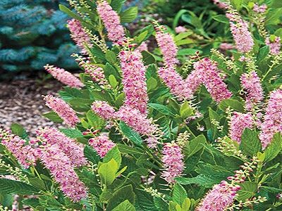 ​KLETRA ALKŠŅU / Clethra alnifolia „PINK SPIRE”