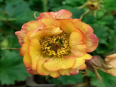 BITENE / GEUM „NONNA”