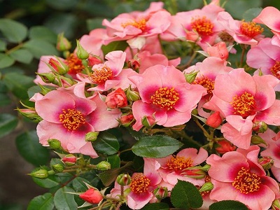 floribundroze_ORIENTA SHILA-roosa-rozes-siguldasdarznieks-rožu stādi