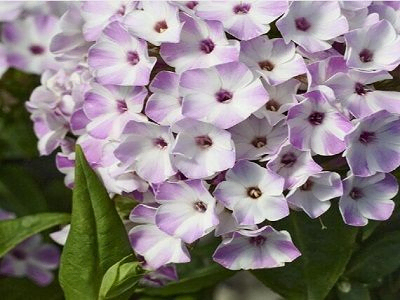 FLOKSIS SKARAINAIS / PHLOX PANICULATA                                                                                                                      „     “FLAME  LILAC STAR”