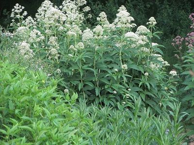 ​KRASTKAŅEPE STOBRAINĀ / EUPATORIUM FISULOSUM „IVORY TOWERS”