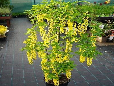 ZELTLIETUS ALPU / LABURNUM ALPINIUM       „PENDULUM”