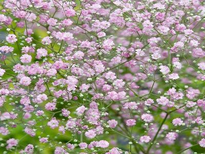 ​PLĪVURPUĶE DAUDZGADĪGĀ-ĢIPSENE / GYPSOPHILA PANICULATA „FESTIVAL PINK LADY”