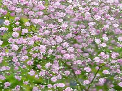 ​PLĪVURPUĶE DAUDZGADĪGĀ-ĢIPSENE / GYPSOPHILA PANICULATA „FESTIVAL PINK LADY”