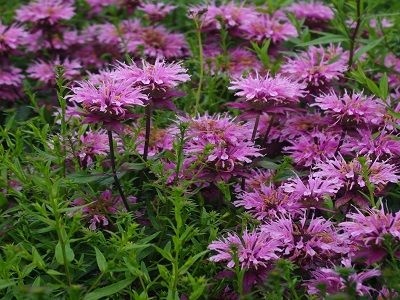 MONARDA /Monarda „BEAUTY OF COBHAM”