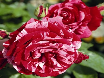 ROZE DEEP IMPRESSION