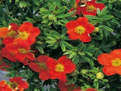 ​KLINŠROZĪTE PARASTĀ / Potentilla fruticosa „RED ACE”