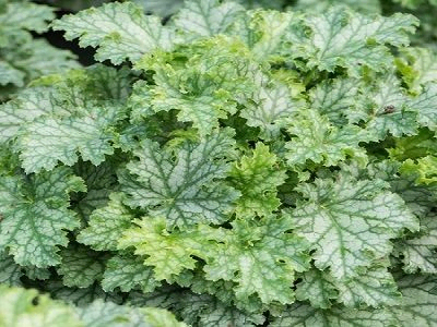 HEIHĒRA     /  HEUCHERA   „LIME SWIZZLE”                                          