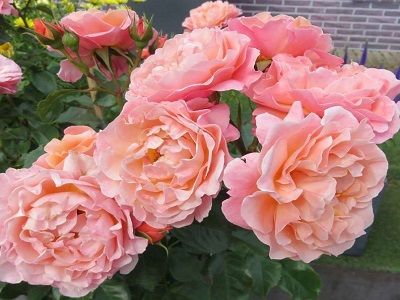 ROZE MARIE CURIE