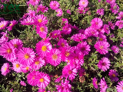 ZIEMASTERE JAUNBEĻĢIJAS „MAGIC PINK”