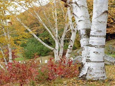 ​BĒRZS PAPĪRA / Betula papyrifera