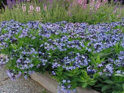 AMSONIJA  / Amsonia „BLUE ICE”