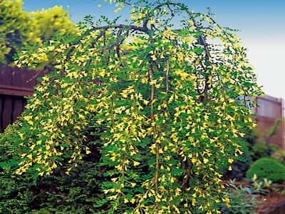 KARAGĀNA KOKVEIDA/CARAGANA ARBORESCENS „PENDULA”