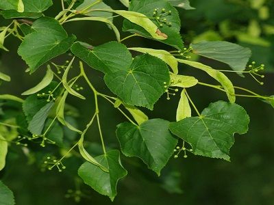 ​LIEPA PARASTĀ / Tilia cordata