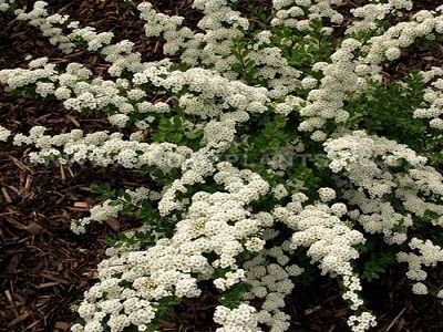 ​SPIREJA NIPONAS / Spiraea nipponica „WHITE CARPET”