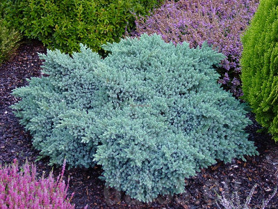 ​KADIĶIS ZVĪŅAINAIS / Juniperus squamata „BLUE STAR”