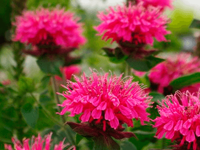 MONARDA DVĪŅZIEDU „PINK LACE”