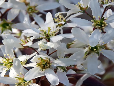 KORINTE LAMARKAS / AMELANCHIER LAMARCKII