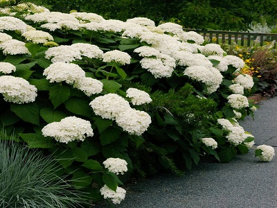 HORTENZIJA KOKVEIDA / HYDRANGEA ARBORESCENS_annabella_kokveida hortenzija