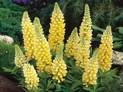 LUPĪNA DAUDZLAPU / LUPINUS POLYPHYLLUS „LEGENDARY YELLOW SHADES”