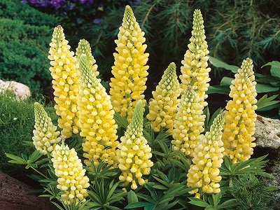 LUPĪNA DAUDZLAPU / LUPINUS POLYPHYLLUS „LEGENDARY YELLOW SHADES”