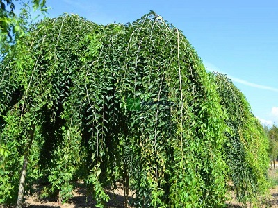 GOBA STEPJU/  ULMUS MINOR „PENDULA”