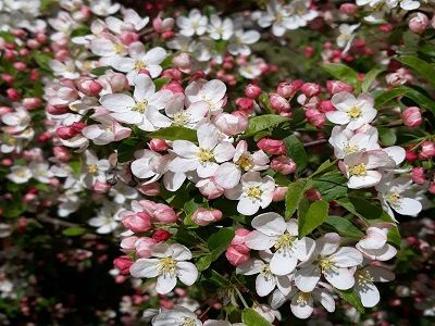 ĀBELE DEKORATĪVĀ / MALUS TORINGO BROUWERS BEAUTY