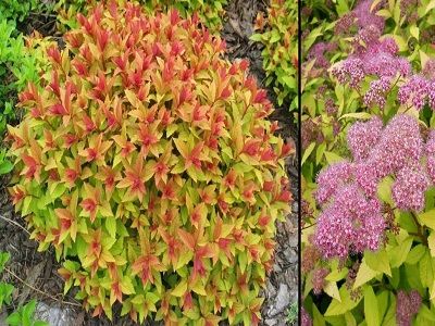 ​SPIREJA JAPĀNAS /SPIRAEA JAPONICA „GOLDFLAME”