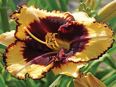 ​DIENZIEDE / Hemerocallis „TIGER BLOOD”