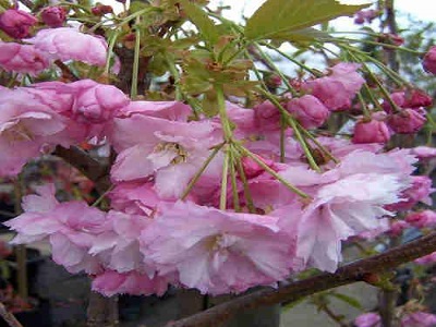 SĪKZOBAINĀ KALNU ĶIRŠA ŠĶIRNE  - SAKURA /                      CERASUS SERRULATA „PINK PERFECTION”