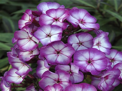 ​FLOKSIS SKARAINAIS / PHLOX PANICULATA „ “SWEET SUMMER FANTASIA”