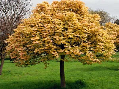 KĻAVA KALNU / Acer pseudoplatanus „BRILLIANTISSIMUM”