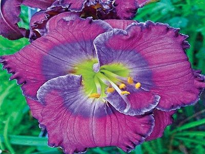 ​DIENZIEDE / HEMEROCALLIS „LAVENDER BLUE BABY”