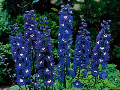 DELFĪNIJA DĀRZA „MAGIC FOUNTAINS DARK BLUE/WHITE BEE”