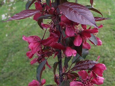 MALUS x PURPUREA "ROYALTHY"