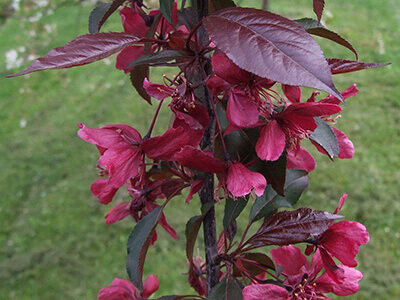 MALUS x PURPUREA "ROYALTHY"