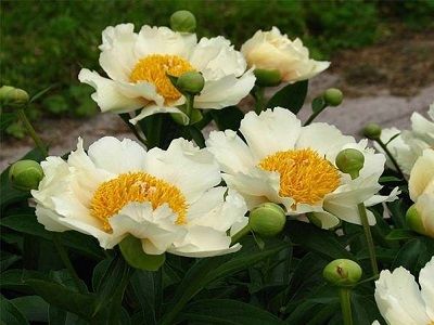 ​PEONIJA HIBRĪDĀ / Paeonia hybride „CLAIRE DE LUNE”