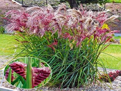 ​MISKANTE ĶĪNAS / MISCANTHUS SINENSIS „BOUCLE”