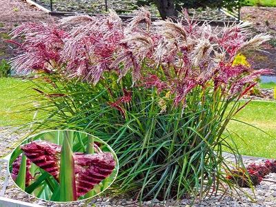 ​MISKANTE ĶĪNAS / MISCANTHUS SINENSIS „BOUCLE”