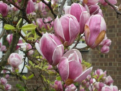 MAGNOLIJA SULANŽA  / Magnolia x soulangeana „RUSTICA RUBRA”