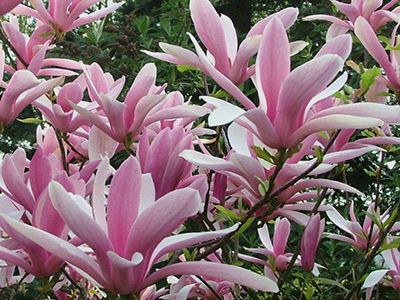 ​MAGNOLIJA /MAGNOLIA "BETTY"